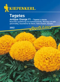 Tagetes Antigua Orange F1 | Studentenblumensamen Von Kiepenkerl
