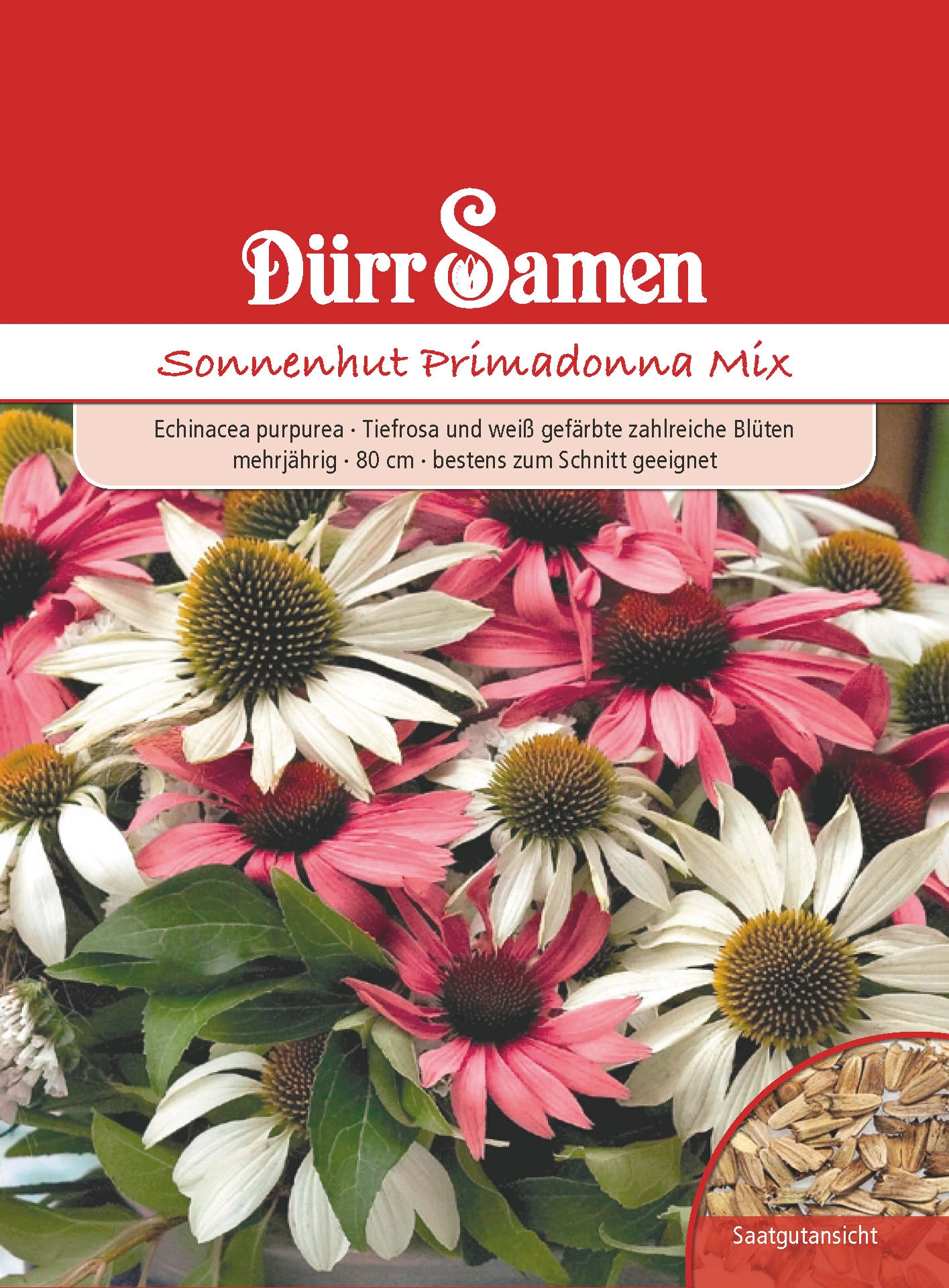 Sonnenhut Primadonna Mix | Sonnenhutsamen Von Dürr Samen 2 Sonnenhut Primadonna Mix | Sonnenhutsamen Von Dürr Samen – Bild 2