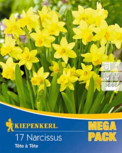 Mega-Pack Steingarten Narzisse Tête à Tête (17 Stück) | Narzissenzwiebeln Von Kiepenkerl