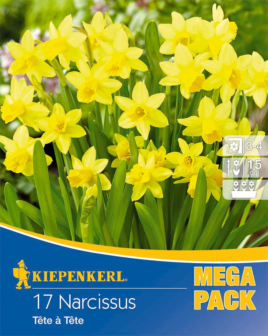 Mega-Pack Steingarten Narzisse Tête à Tête (17 Stück) | Narzissenzwiebeln Von Kiepenkerl 1 Mega-Pack Steingarten Narzisse Tête à Tête (17 Stück) | Narzissenzwiebeln Von Kiepenkerl