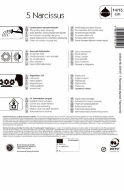 Narzisse Paperwhite (5 Stück) | Narzissenzwiebeln Von Kiepenkerl