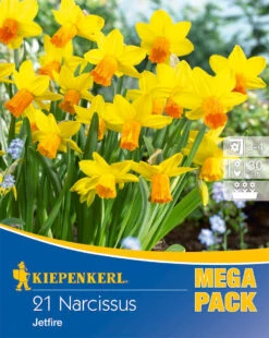 Mega-Pack Narzisse Jetfire (21 Stück) | Narzissenzwiebeln Von Kiepenkerl