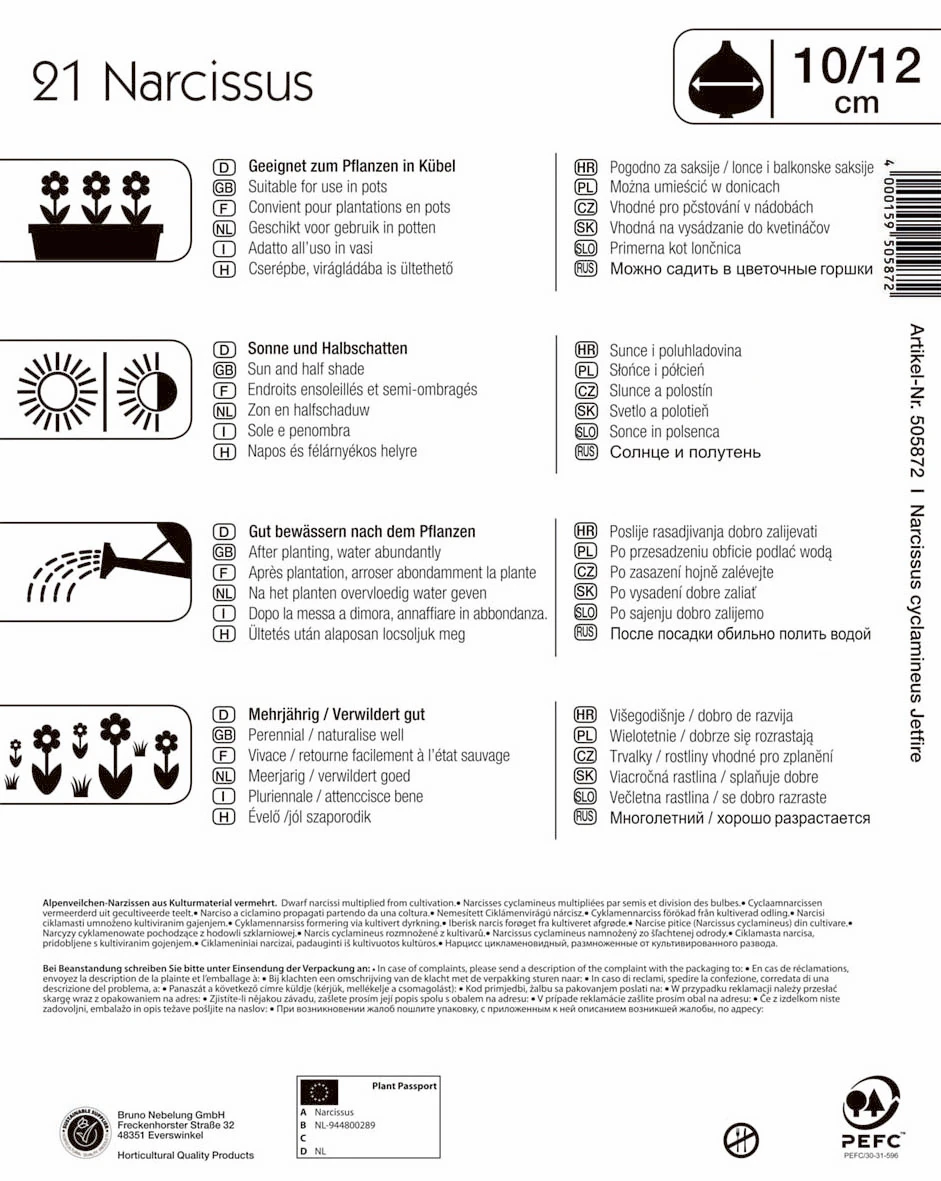 Mega-Pack Narzisse Jetfire (21 Stück) | Narzissenzwiebeln Von Kiepenkerl 2 Mega-Pack Narzisse Jetfire (21 Stück) | Narzissenzwiebeln Von Kiepenkerl – Bild 2