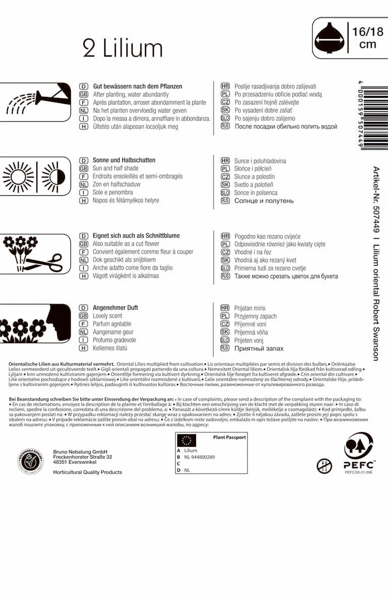 Lilie Robert Swanson (2 Stück) | Lilienzwiebeln Von Kiepenkerl 2 Lilie Robert Swanson (2 Stück) | Lilienzwiebeln Von Kiepenkerl – Bild 2