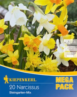 Mega-Pack Steingarten Narzissen Mischung (20 Stück) | Narzissenzwiebeln Von Kiepenkerl