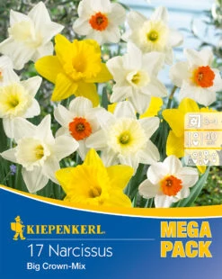 Mega-Pack Narzissen Mischung (17 Stück) | Narzissenzwiebeln Von Kiepenkerl