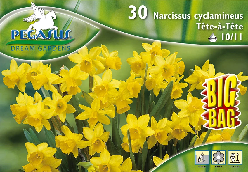 Narzisse Tete á Tete (30 Stück) | Narzissenzwiebeln Von Pegasus 2 Narzisse Tete á Tete (30 Stück) | Narzissenzwiebeln Von Pegasus – Bild 2