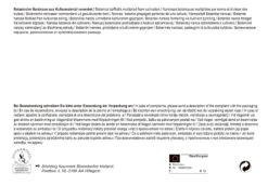 Narzisse Tete á Tete (30 Stück) | Narzissenzwiebeln Von Pegasus