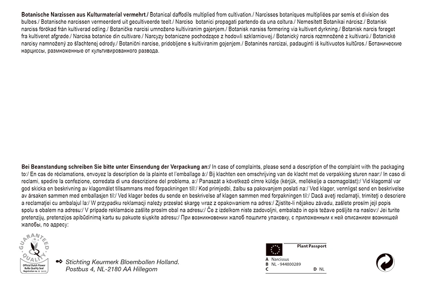 Narzisse Tete á Tete (30 Stück) | Narzissenzwiebeln Von Pegasus 1 Narzisse Tete á Tete (30 Stück) | Narzissenzwiebeln Von Pegasus