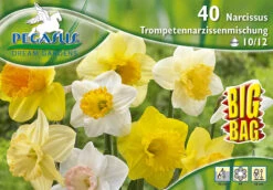 Trompetennarzisse Mischung (35 Stück) | Narzissenzwiebeln Von Pegasus -Angebote Samenhaus Store 533656 Trompetennarzisse Mischung 40 Stueck 595293 0
