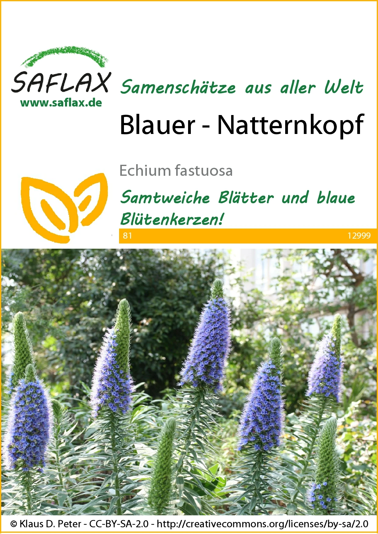 Blauer Natternkopf | Wildblumensamen Von Saflax 2 Blauer Natternkopf | Wildblumensamen Von Saflax – Bild 2