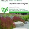 Japanisches Blutgras | Gräsersamen Von Saflax