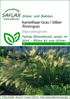 Kamelhaar-Gras / Silber-Ährengras | Gräsersamen Von Saflax