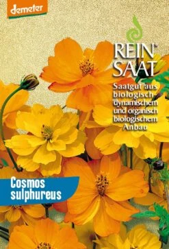 Cosmea Orange | BIO Cosmeasamen Von Reinsaat