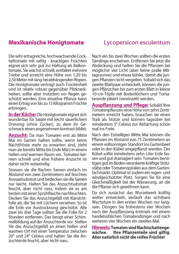 Mexikanische Honigtomate | Honigtomatensamen Von Saflax 2 Mexikanische Honigtomate | Honigtomatensamen Von Saflax – Bild 2