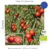 Freilandtomate Rondobella | BIO Freilandtomatensamen Von Culinaris