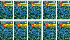 Vergissmeinnicht 10er Pack | Vergissmeinnichtsamen Von Frankonia Samen