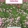 Blumenwiese Farbton Rosa (100 G) | Blumensamen Von Bertrand