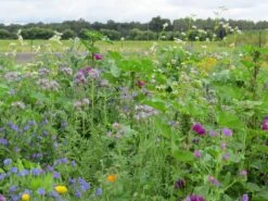 Blumenwiese Honigblumenwiese OFA Mehrjährig (100 G) | Blumensamen Von Bertrand 3 Blumenwiese Honigblumenwiese OFA Mehrjährig (100 G) | Blumensamen Von Bertrand -Angebote Samenhaus Store 541015 Blumenwiese Trachtblumen fuer Bienen OFA mehrjaehrig 100 g MP20242 100g 1