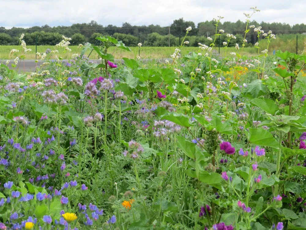 Blumenwiese Honigblumenwiese OFA Mehrjährig (100 G) | Blumensamen Von Bertrand 2 Blumenwiese Honigblumenwiese OFA Mehrjährig (100 G) | Blumensamen Von Bertrand – Bild 2