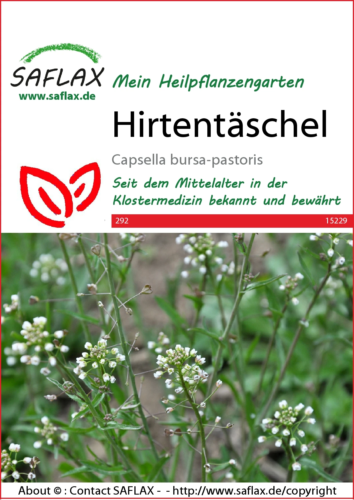 Hirtentäschel | Wildblumensamen Von Saflax 2 Hirtentäschel | Wildblumensamen Von Saflax – Bild 2