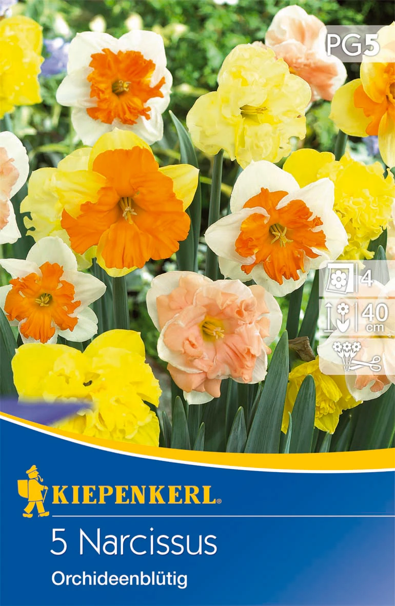 Narzissenmischung Orchideenblütige Mischung (5 Stück) | Narzissenzwiebeln Von Kiepenkerl 1 Narzissenmischung Orchideenblütige Mischung (5 Stück) | Narzissenzwiebeln Von Kiepenkerl
