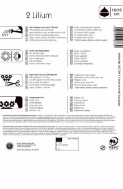 Oriental-Lilie Stargazer (2 Stück) | Lilienzwiebeln Von Kiepenkerl