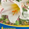 Trompetenlilie Lilium Regale (2 Stück) | Lilienzwiebeln Von Kiepenkerl