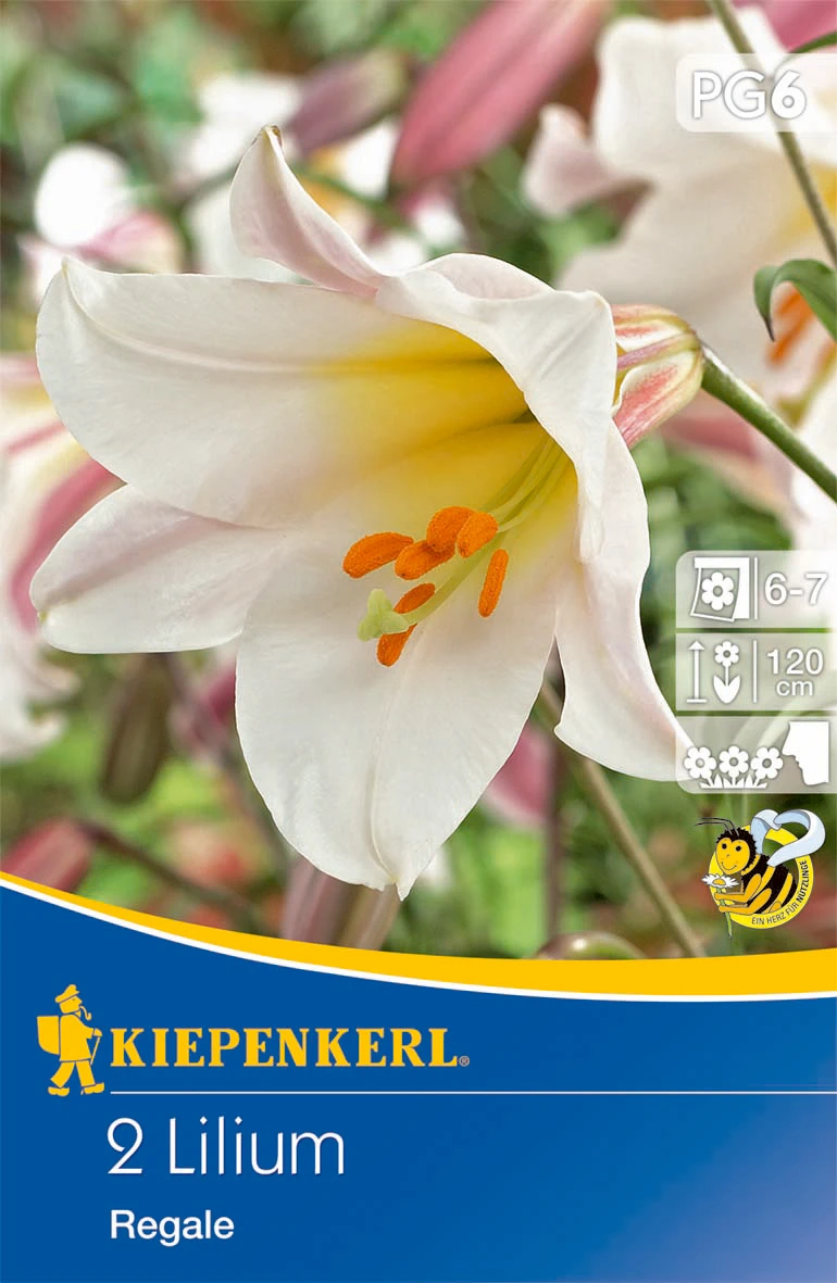 Trompetenlilie Lilium Regale (2 Stück) | Lilienzwiebeln Von Kiepenkerl 1 Trompetenlilie Lilium Regale (2 Stück) | Lilienzwiebeln Von Kiepenkerl