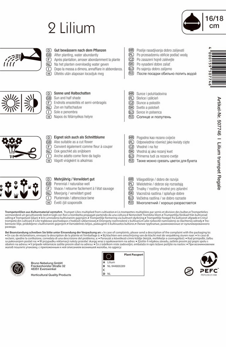 Trompetenlilie Lilium Regale (2 Stück) | Lilienzwiebeln Von Kiepenkerl 2 Trompetenlilie Lilium Regale (2 Stück) | Lilienzwiebeln Von Kiepenkerl – Bild 2