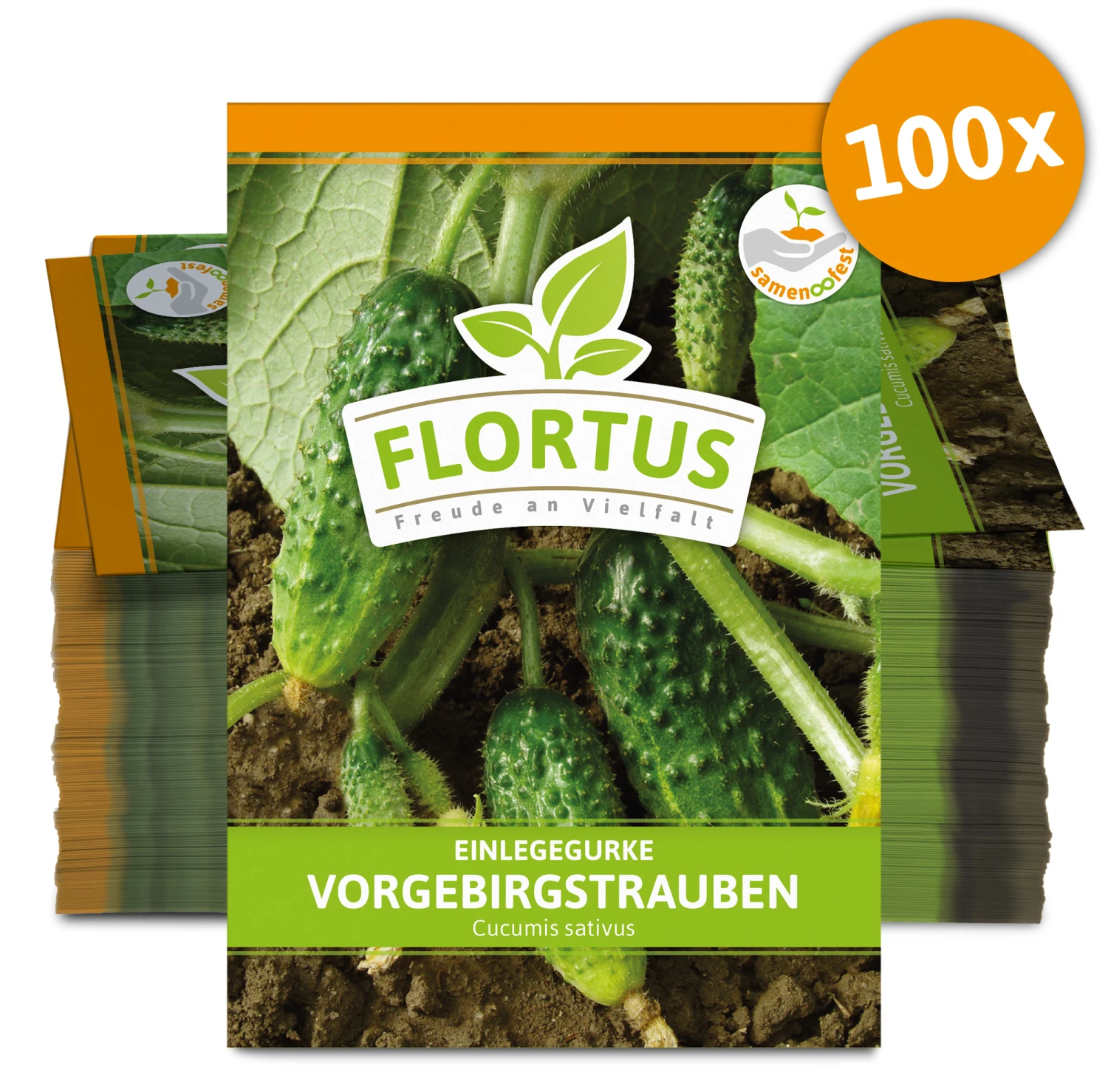 Einlegegurke Vorgebirgstrauben (100 Stück) | Einlegegurkensamen Von FLORTUS 2 Einlegegurke Vorgebirgstrauben (100 Stück) | Einlegegurkensamen Von FLORTUS – Bild 2