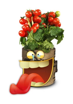 Greensquad Snack-Tomaten | Anzuchtsets Von Baza -Angebote Samenhaus Store 550259 Greensquad Snack Tomaten 18027709 bz 2