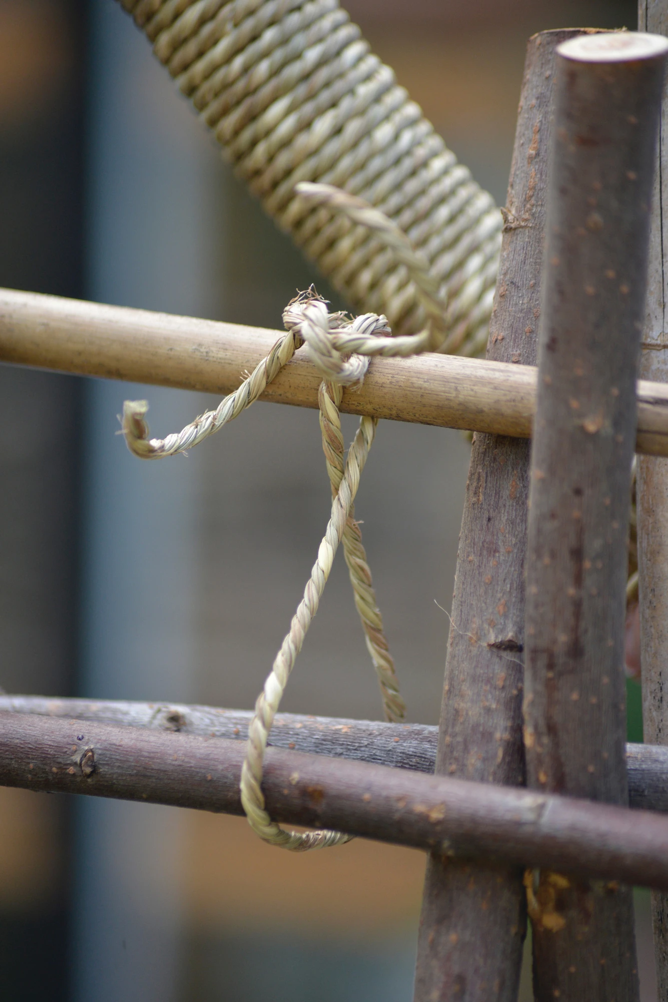 Schlickgräser (15 M) | Gräsersamen Von Nelson Garden 1 Schlickgräser (15 M) | Gräsersamen Von Nelson Garden