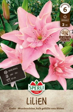 Lilie Elodie (2 Stück) | Lilienzwiebeln Von Sperli