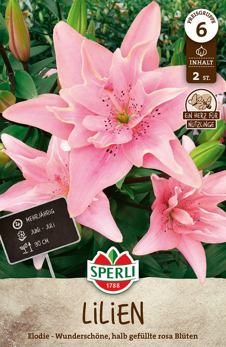 Lilie Elodie (2 Stück) | Lilienzwiebeln Von Sperli 1 Lilie Elodie (2 Stück) | Lilienzwiebeln Von Sperli