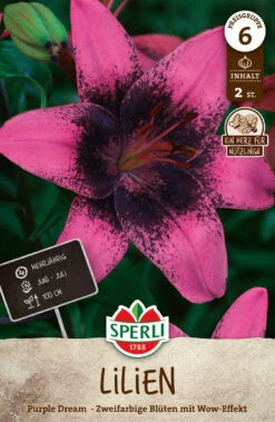 Lilie Purple Dream (2 Stück) | Lilienzwiebeln Von Sperli