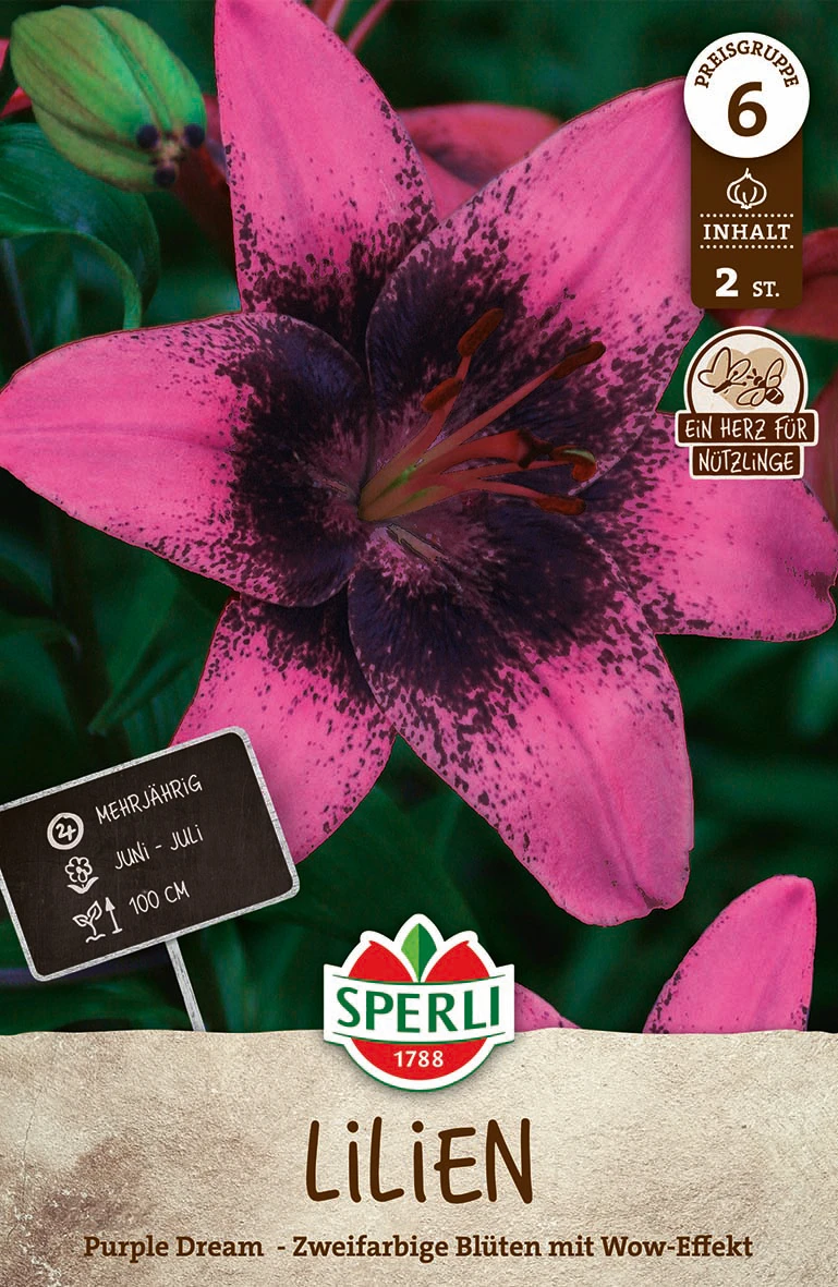 Lilie Purple Dream (2 Stück) | Lilienzwiebeln Von Sperli 1 Lilie Purple Dream (2 Stück) | Lilienzwiebeln Von Sperli