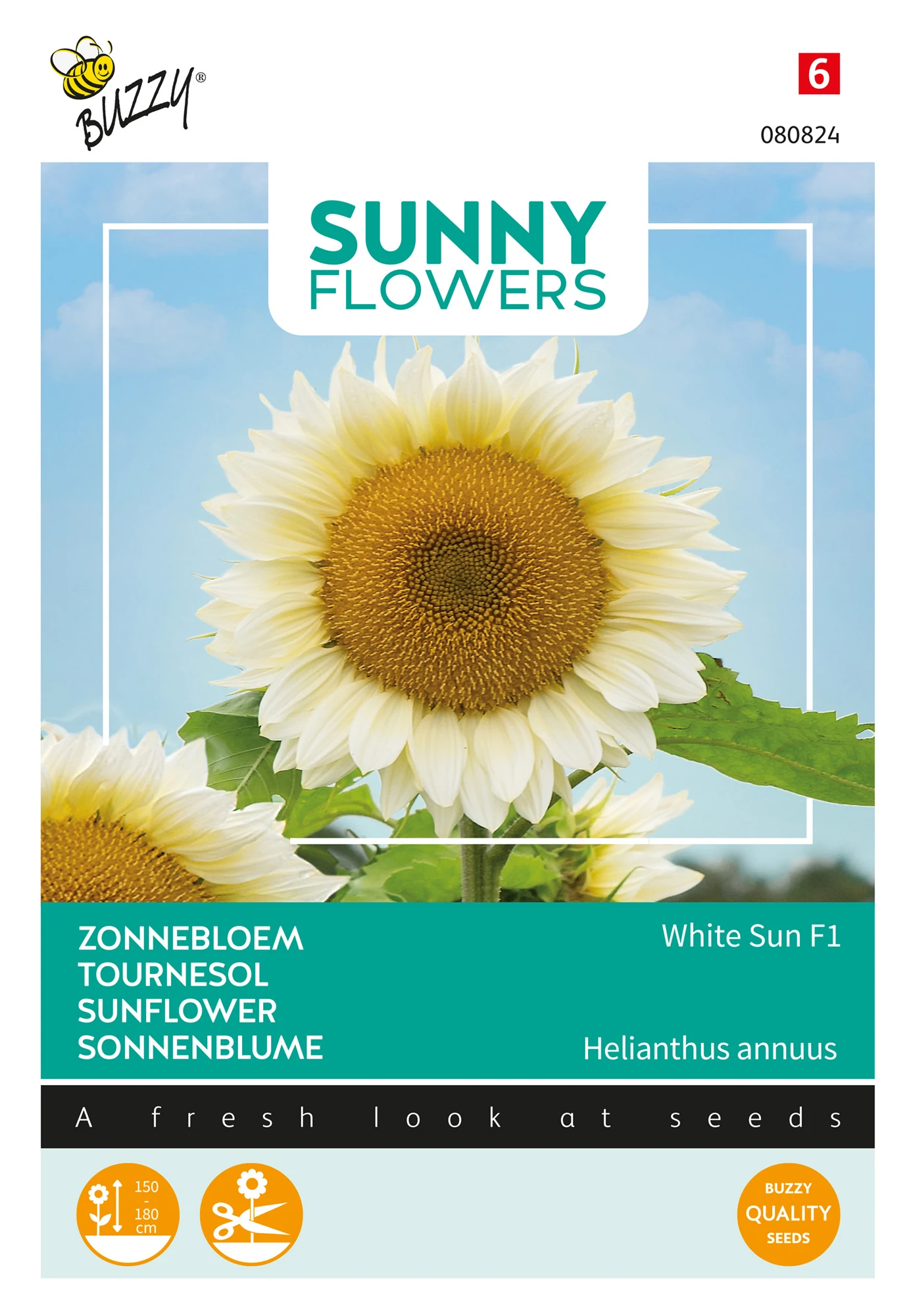 Sonnenblume White Sun F1 | Sonnenblumensamen Von Buzzy Seeds 2 Sonnenblume White Sun F1 | Sonnenblumensamen Von Buzzy Seeds – Bild 2