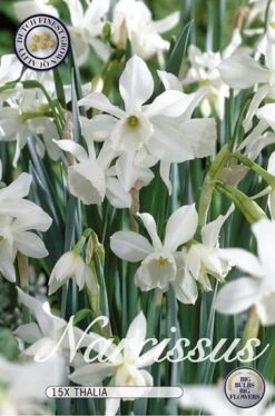 Narzisse Thalia (20 Stück) | Narzissenzwiebeln Von Sam Van Schooten