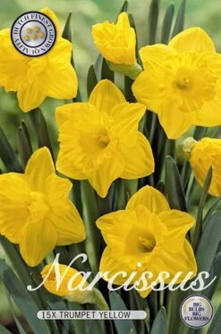Narzisse Dutchmaster (15 Stück) | Narzissenzwiebeln Von Sam Van Schooten