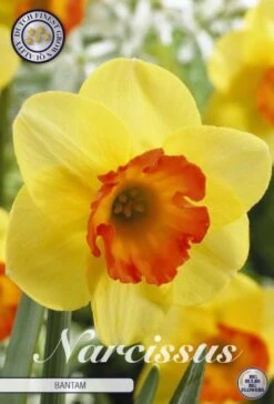 Narzisse Bantam (5 Stück) | Narzissenzwiebeln Von Sam Van Schooten