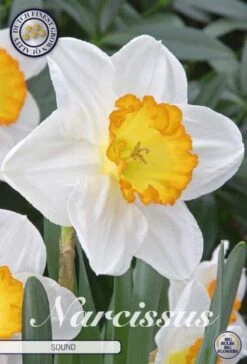 Narzisse Sound (5 Stück) | Narzissenzwiebeln Von Sam Van Schooten
