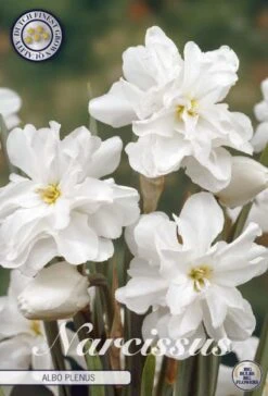 Narzisse Albo Plenus (5 Stück) | Narzissenzwiebeln Von Sam Van Schooten