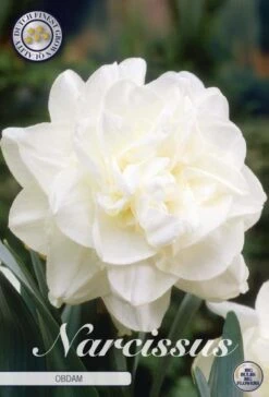 Narzisse Obdam (5 Stück) | Narzissenzwiebeln Von Sam Van Schooten