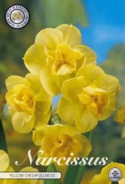 Narzisse Yellow Cheerfulness (5 Stück) | Narzissenzwiebeln Von Sam Van Schooten