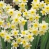 Narzisse Minnow (10 Stück) | Narzissenzwiebeln Von Sam Van Schooten