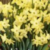 Narzisse Pipit (7 Stück) | Narzissenzwiebeln Von Sam Van Schooten
