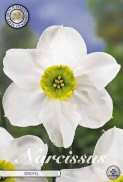 Narzisse Sinopel (5 Stück) | Narzissenzwiebeln Von Sam Van Schooten