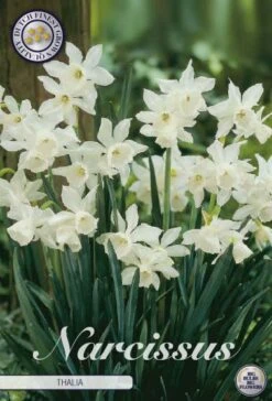 Narzisse Thalia (7 Stück) | Narzissenzwiebeln Von Sam Van Schooten