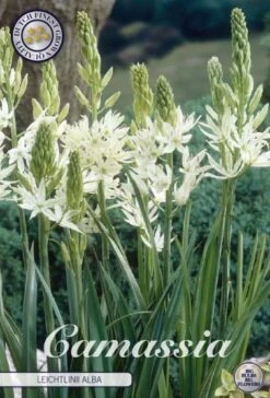 Weiße Prärielilie (3 Stück) | Lilienzwiebeln Von Sam Van Schooten